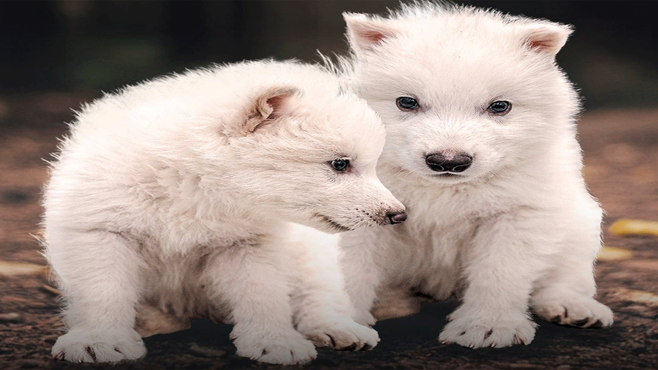De-Extinction Pertama di Dunia, Ilmuwan Ciptakan Serigala Mirip Dire Wolf