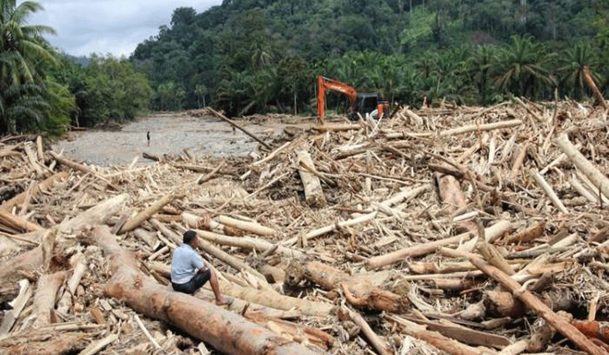 Dampak Penebangan Ilegal Bagi Lingkungan